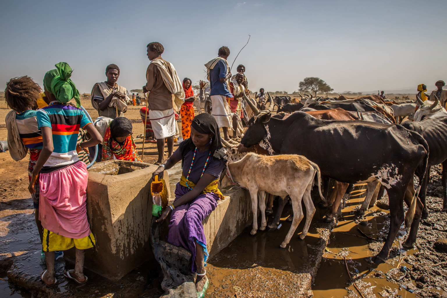 Rift valley fever