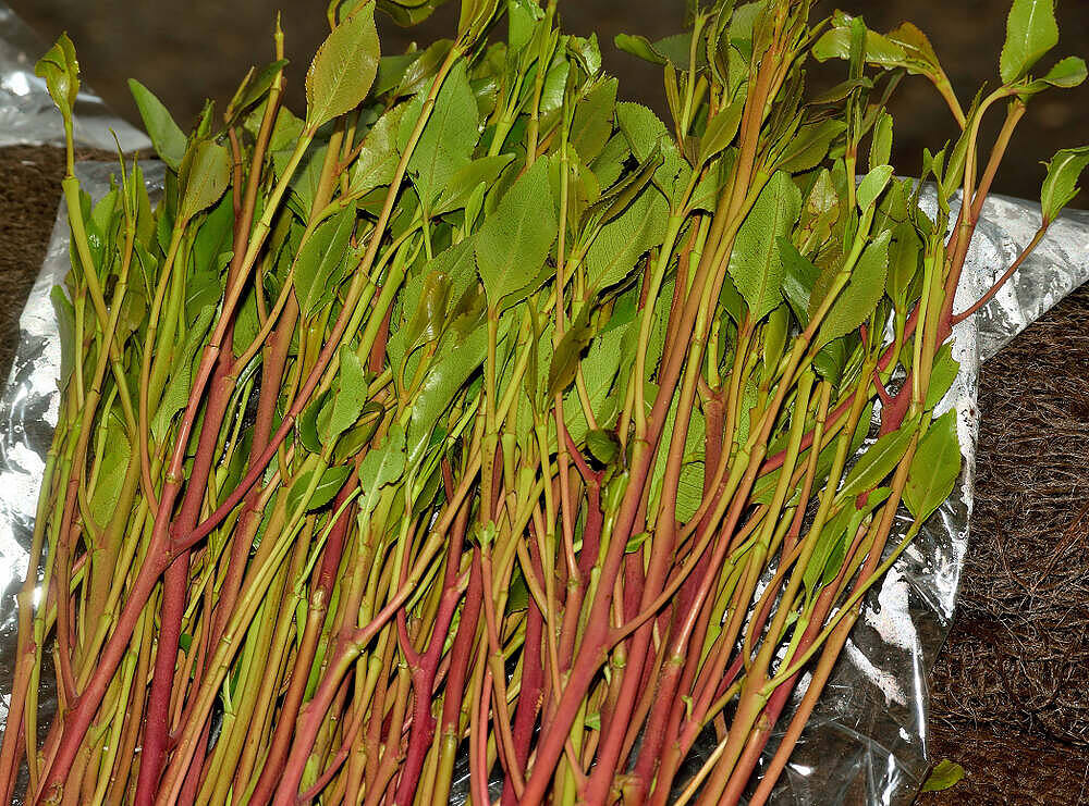 khat