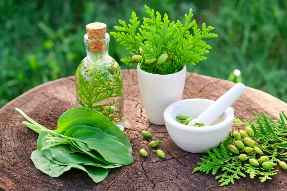 herbal medicine
